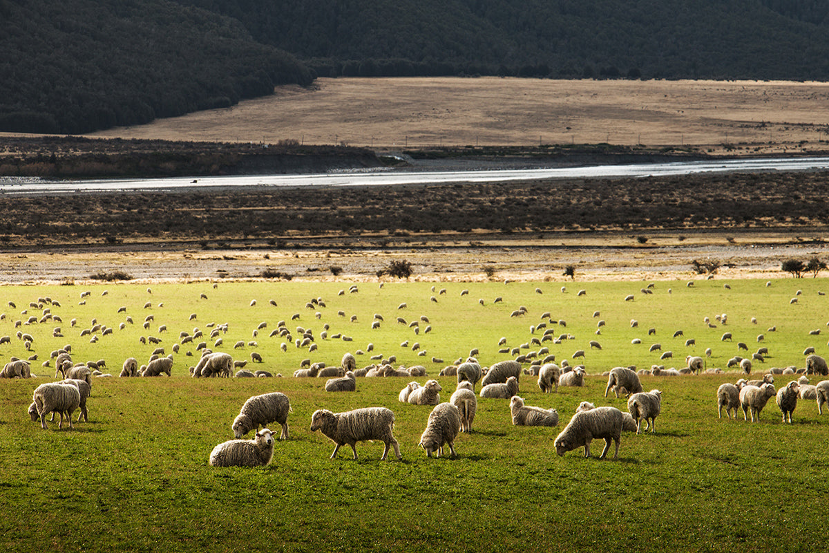 WHERE DOES MERINO WOOL COME FROM? – Baby in Merino