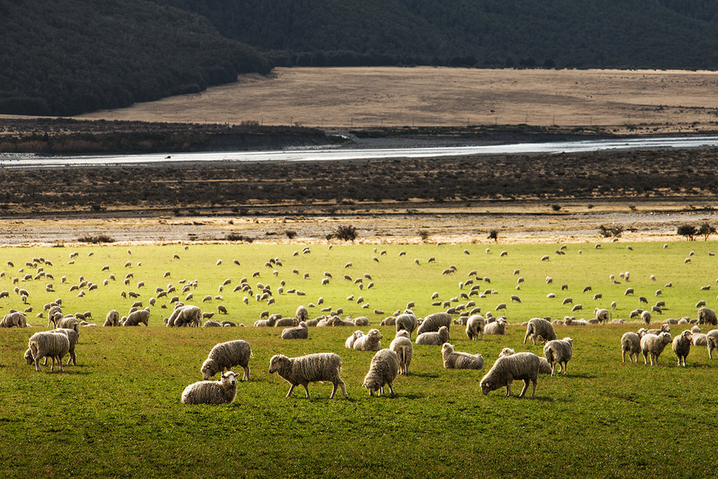Where Does Merino Wool Come From?